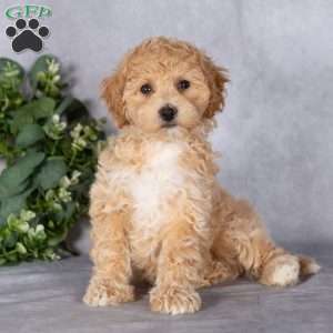 Bubbles, Bich-Poo Puppy